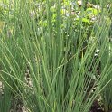 Juncus inflexus 'Blue Arrows'